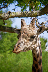 giraffe headshot profile
