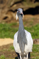 The demoiselle crane (Grus virgo), portrait with colorful background.Small crane with red eye and white feathers around head.