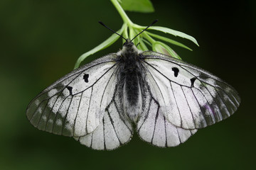 Smoky apollo butterfly; Parnassius mnemosyne