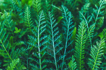 Natural green leaves background. Bright forest background