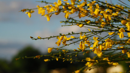 Genêts en fleur