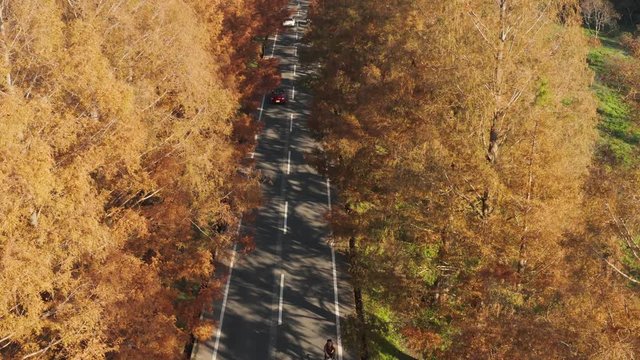 Metasequoia Avenue in Shiga, Japan. Aerial tilt as Cars drive through Autumn Road 4k
