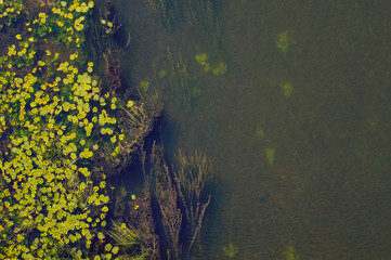 Pond with water lilies. Top view