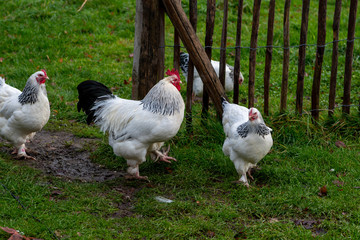 Sundheimer rooster and hens in yard