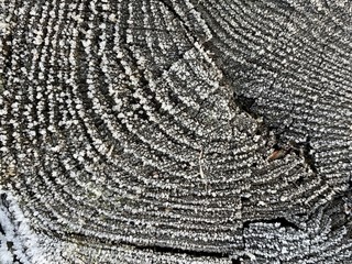 Fototapeta premium Background texture: traces on a cut tree. The trunk of the tree in the section is covered with hoarfrost. Patterns from frost on a stump.