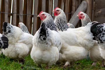 Sundheimer rooster and hens in yard
