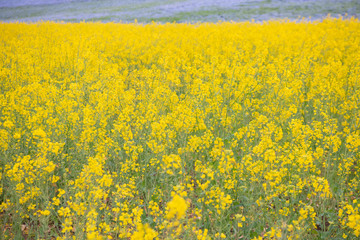 Obraz premium Blooming canola flowers close-up. .Bright Yellow rapeseed oil. Blue background in the distance is Nemophila menziesii
