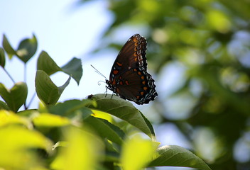 Beautiful swallowtail butterfly in the summertime