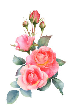 Hand drawn watercolor arrangement with picturesque pink rose flowers, rosebuds and leaves isolated on a white background. Floral botanical illustration for wedding invitations, greeting cards.
