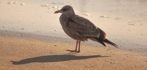 Seagull Watching its Flock