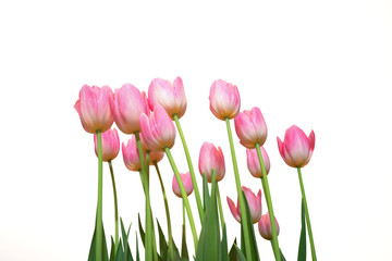 Colorful tulips over white background