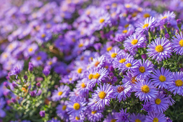 Obraz premium carpet of autumn purple flowers aster dumosus. Blooming carpet of flowers aster dumosus in autumn. Cushionaster, aster dumosus is a garden groundcover plant. 