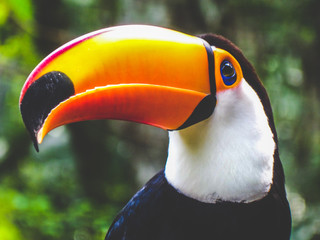 oiseau de paradis toucan coloré