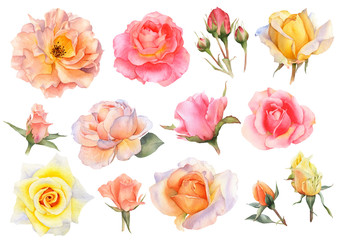 Set of picturesque pink, yellow and tea rose flowers and rosebuds hand drawn in watercolor isolated on a white background. Ideal for creating floral arrangements for invitations, cards and patterns. - obrazy, fototapety, plakaty