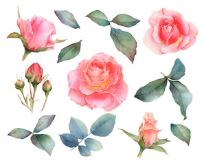 Set of picturesque pink rose flowers, rosebuds, branches and leaves hand drawn in watercolor isolated on a white background. Ideal for creating floral arrangements for invitations, cards and patterns.