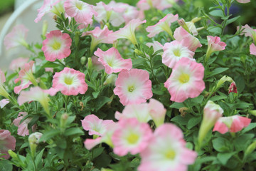 Beautiful pink petunia flowers (Petunia hybrida) in garden soft focus