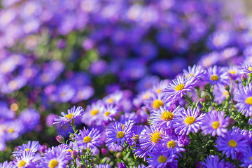 carpet of autumn purple flowers aster dumosus. Blooming carpet of flowers aster dumosus in autumn. Cushionaster, aster dumosus is a garden groundcover plant. 