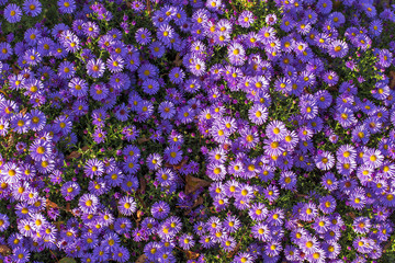 carpet of autumn purple flowers aster dumosus. Blooming carpet of flowers aster dumosus in autumn. Cushionaster, aster dumosus is a garden groundcover plant.  - obrazy, fototapety, plakaty