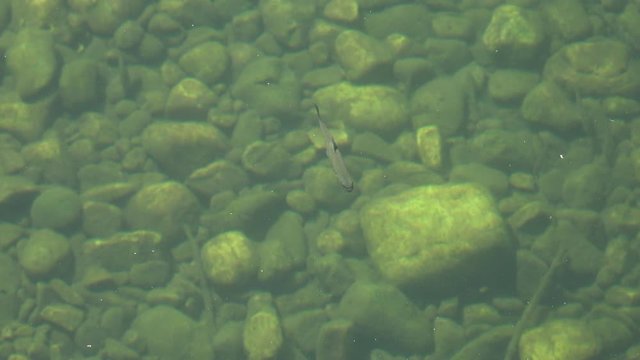 Trucha en r&iacute;o con lecho de piedras, pescando un mosquito que flota en el agua 