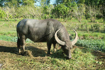 Obraz premium Buffalo in Thailand. buffalo in field eating the grass
