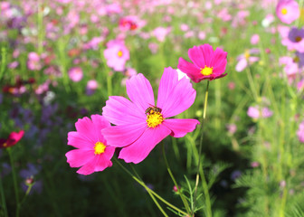 Fototapeta premium Cosmos flowers blooming in the garden