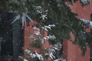 tree covered with snow
