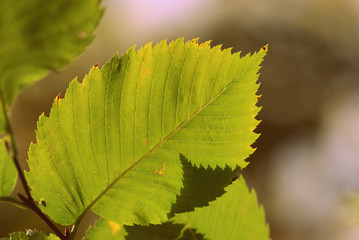 Linden leaves on a clear autumn day close-up. Retro style toned