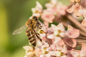 honey bee collects nectar on flowers common milkweed (Asclepias syriaca) closeup. 