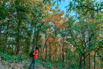 Asian young man standing use smartphone tourists on trekking through the forested countryside.