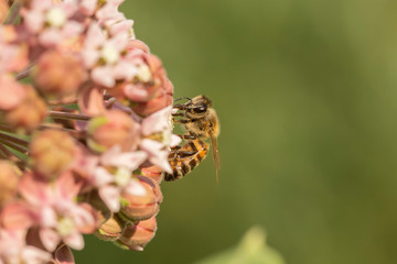 honey bee collects nectar on flowers common milkweed (Asclepias syriaca) closeup. 