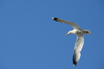 Seagull with big wings flying against a clear blue sky. The great black-backed gull (Larus marinus) flies over the camera