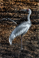 Sarus crane on the ground. Latin name - Grus antigone	