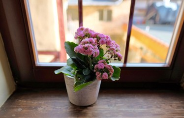 bouquet of roses in a vase