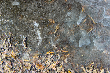 A frozen puddle with dried orange fallen leaves partially covered in ice