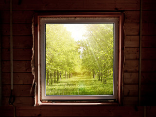 View from the window of a wooden country house on a summer elm alley. Summer sunny day outside the window. Calmness and relaxation.