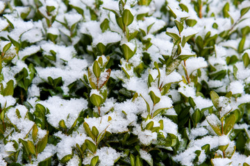 Bush under the snow.