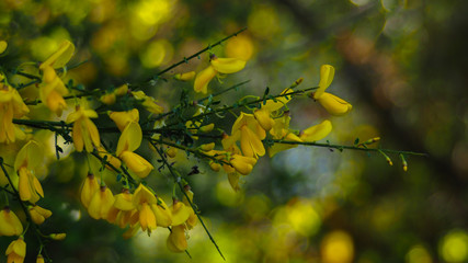 Genêts en fleur avec flou d'arrière-plan (bokeh)