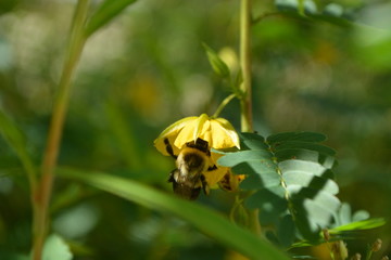 Hungry Bee