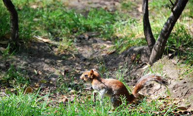 Squirrel in forest