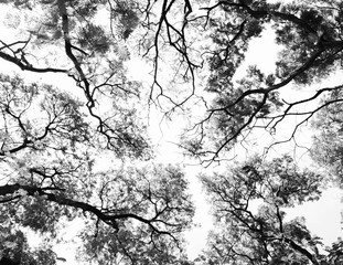 Leafless branches isolated on white background