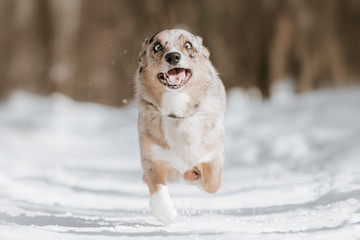 running dog in a winter