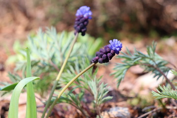 flower purple