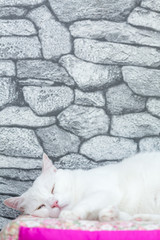 white cat sleep 