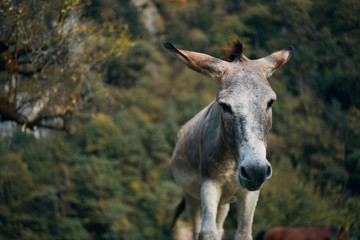 donkey in field