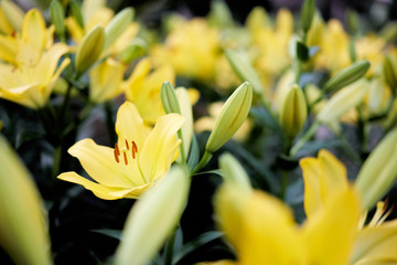 Lilium yellow lilly growth in winter garden for background