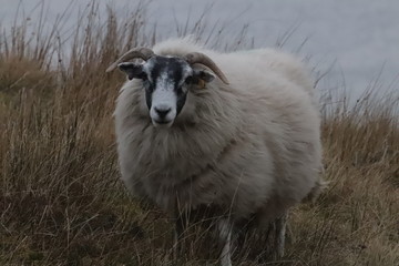 sheep in field