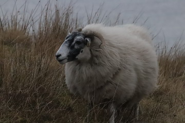 Fototapeta premium sheep in a field