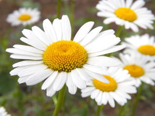 Obraz na płótnie Canvas Chamomile flowers close-up.