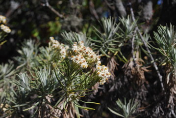 edelweiss flower