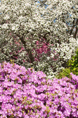 Bursting with Blooms